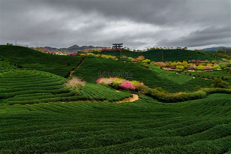 龍巖有哪些大型茶館：茶香四溢的都市綠洲